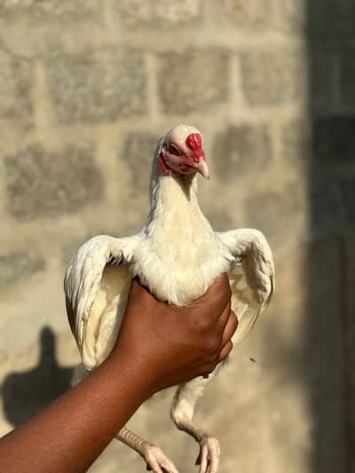 demanding pease peper white aseel