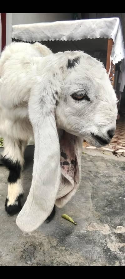 nasli bakra h age 3 month  ,,,