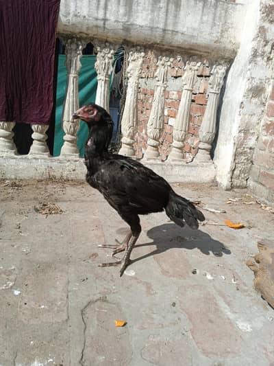 Aseel murgi for sale