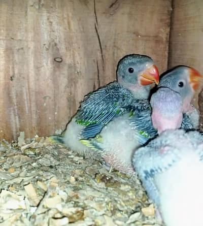 raw kashmiri pahari chicks