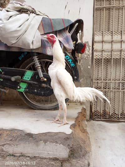 One Eyes heera patha