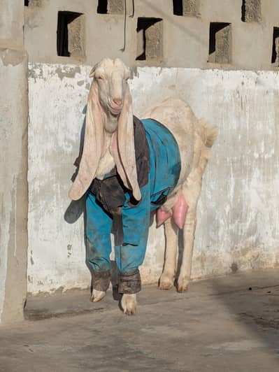 pairs or one pure gulabi and one gulabi kamori cross.