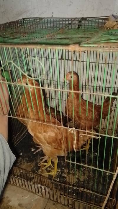 MashAllah 1 Aseel Cross and 2 pure Desi pathiya Ghar ki pali huei