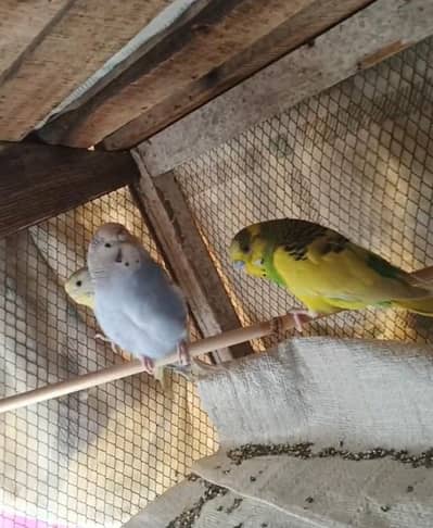 2 Breeder pairs available