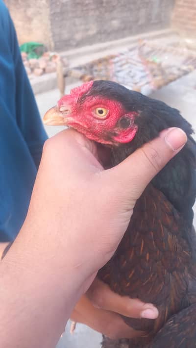 pure mianwali old blood for sale