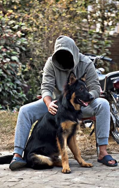 German Shephard Male