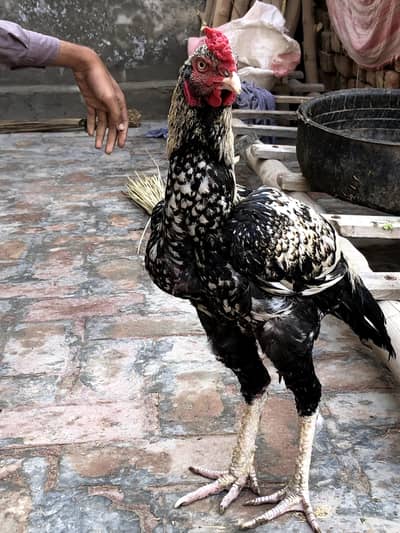 Sindhi Aseel Murga Murgi jora hai breeding ky liy tayar hai