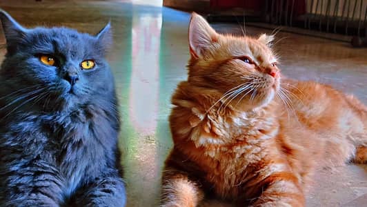 Persian cats pair For sale