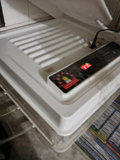 fertile silky eggs incubator eggs fertile