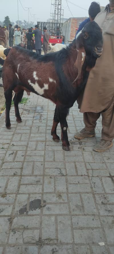 Nagra Beetal Big Size breeder bakra 43 inches hieght