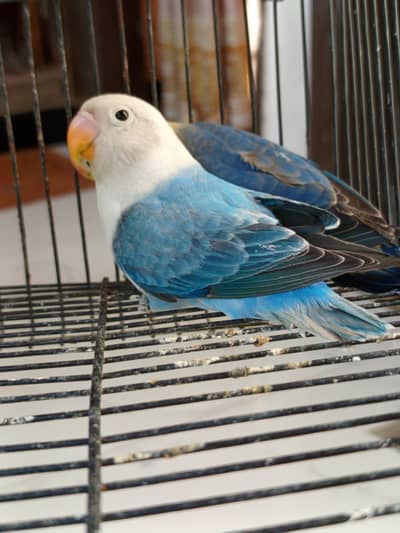 Opline split pale fallow