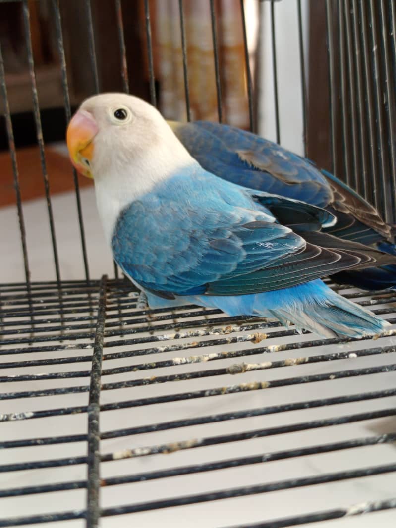 Opline split pale fallow 0