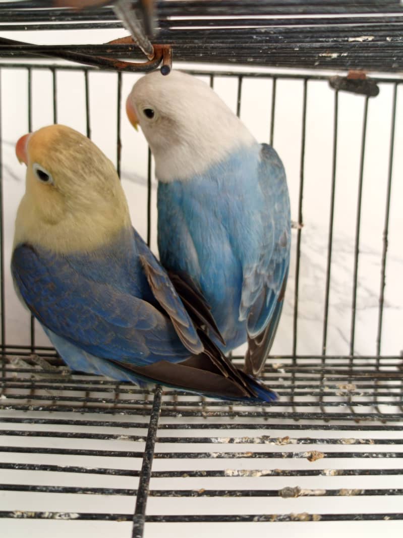 Opline split pale fallow 2