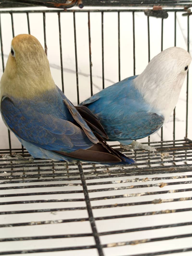 Opline split pale fallow 3