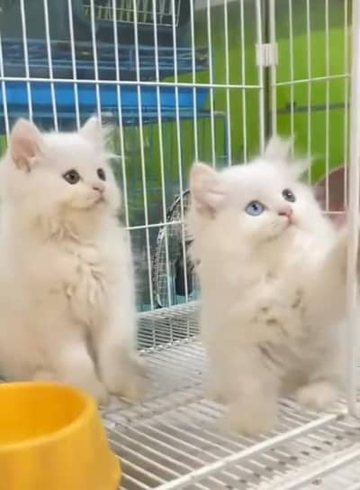 Persian Cats & Kittens for Sale may WhatsApp 03493839133