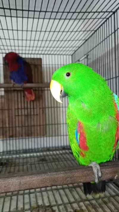 African Greys , Grand Eclectus , Lories