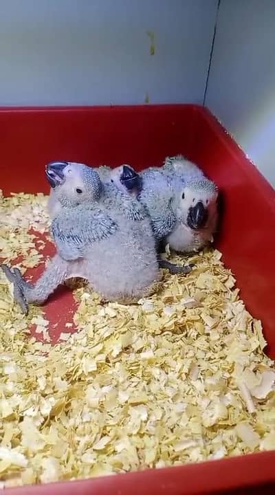 African Greys , Grand Eclectus , Lories