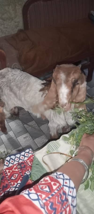 Bakra he Active and Healthy