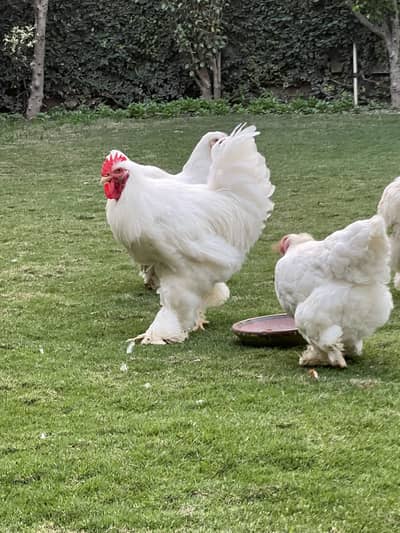 White heavy buff top class young 3+1 set