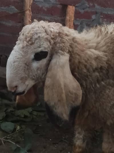 kajla sheep sale