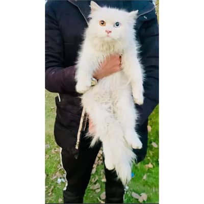 Female cat - tripple cote - persion cat - cat for sale