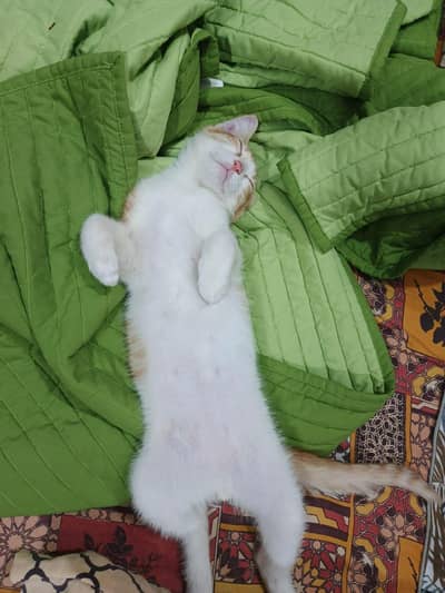 Persian male kitten 2.5 to 3 months age