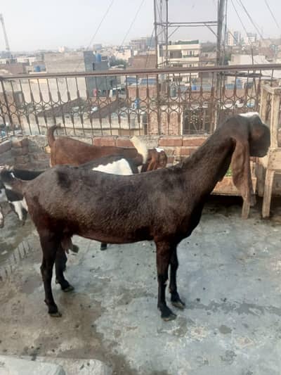 nagri cross bakri 8 dant sath 2 baby