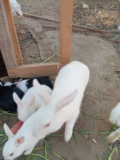 White rabbit and bunny with red eyes available