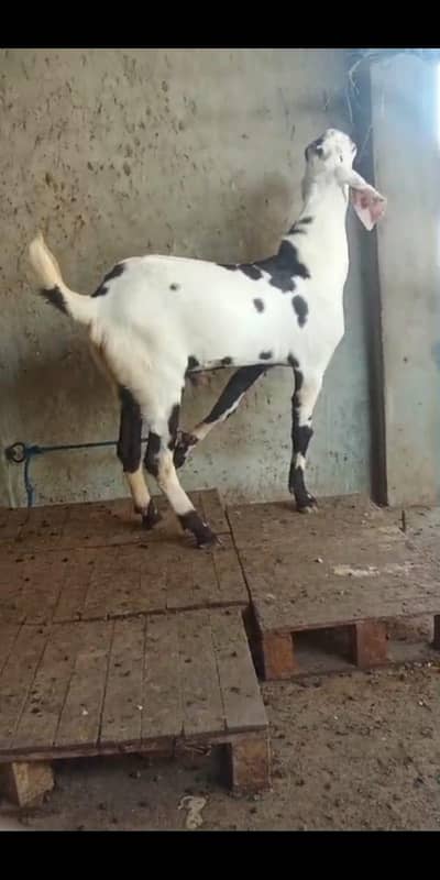 beetal male Qurbani k ley