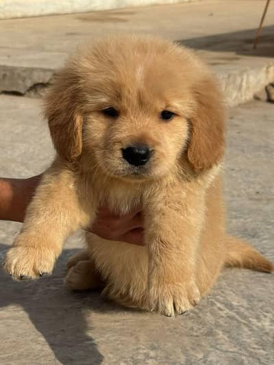 Golden Retriever puppies for sale