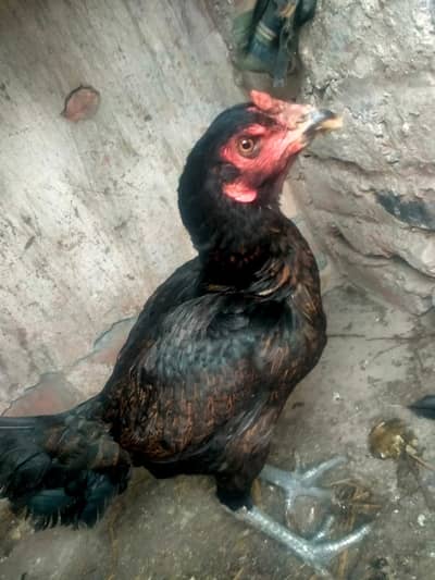 Pure Thai Trode Female