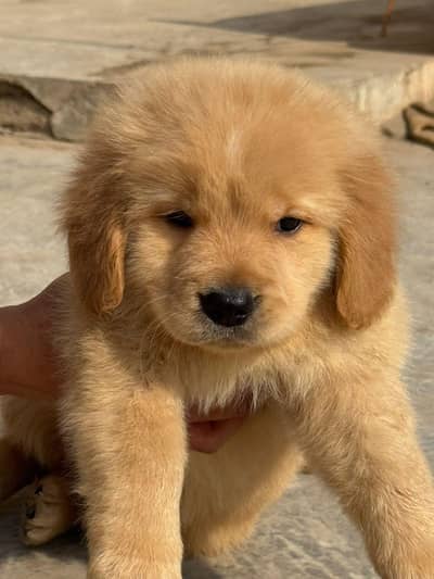 Golden Retriever puppies for sale