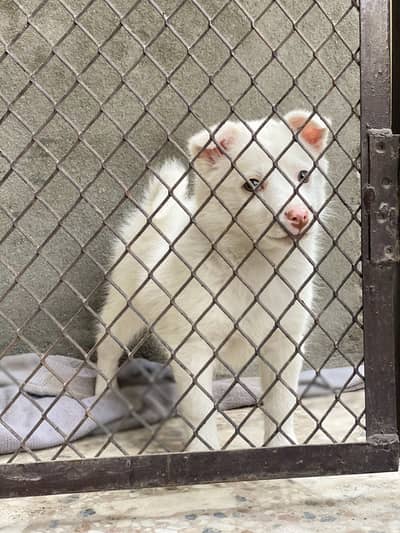 Russian female dog for sale