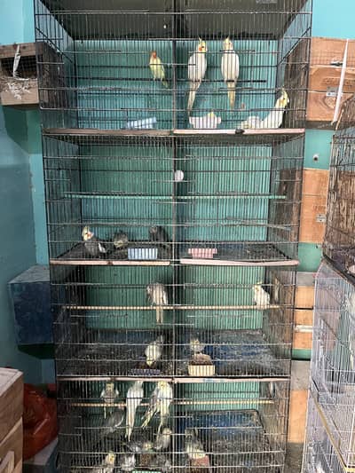 cocktail setup for sale 7 breeder pair kuch ne eggs diye huwy hai