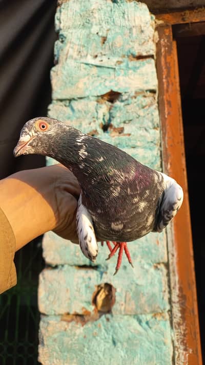 Golden Piegon for sale