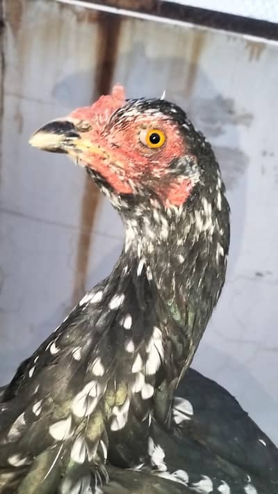 aseel female for sale