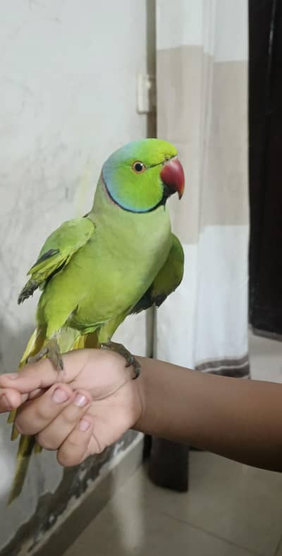 male parrot
