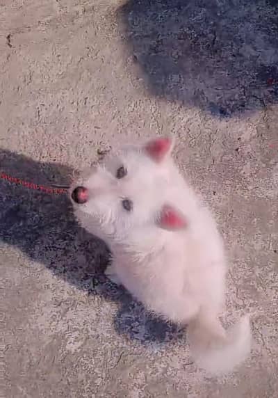 russain female dog for sale