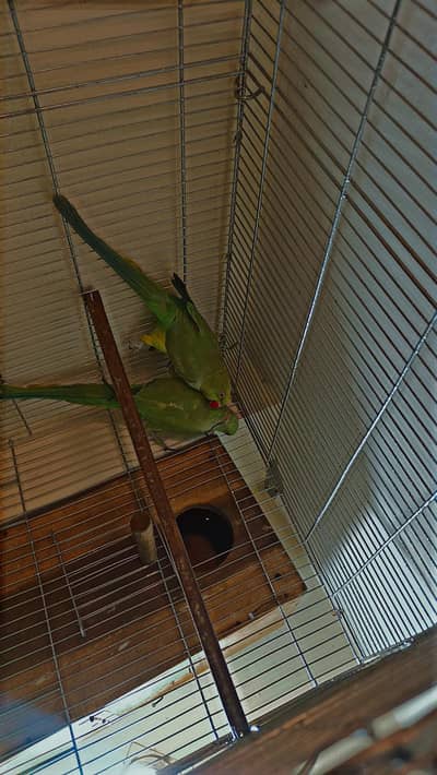 Ringneek ka full breeder pair ha