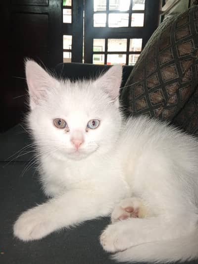 persian and semi persian  pure white and calico