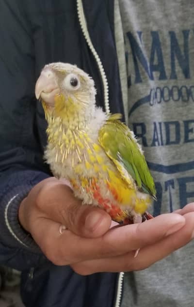Blue Turquoise Conure And Pineapple Conure Chicks