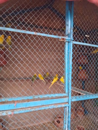 Australian parrots available