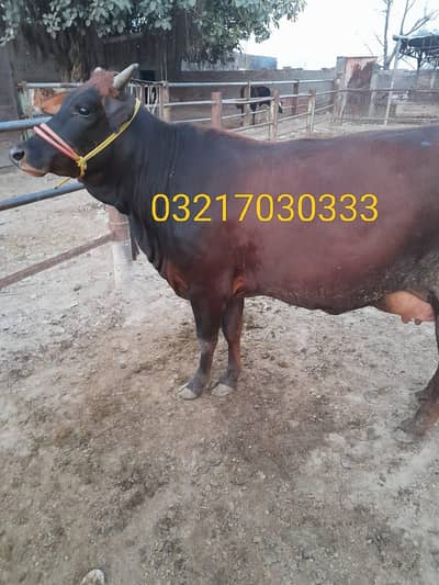 desi cras 1st sowa phla bacha Daina hai 2.3 din may