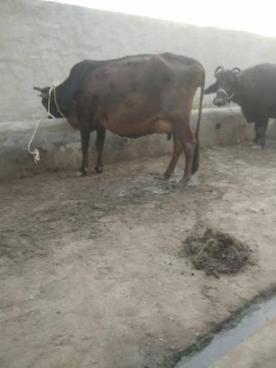 karas cow ghbn gi ha