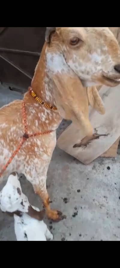 Dhod wali bkri hight 36