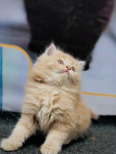 parshion kitten cat male and female British