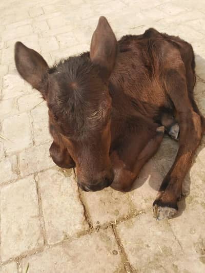 jurce waliti 2end timer suwa ha 9 litr milk pechy bachra ha