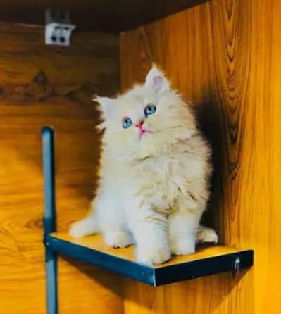 parshion kitten cat male and female British