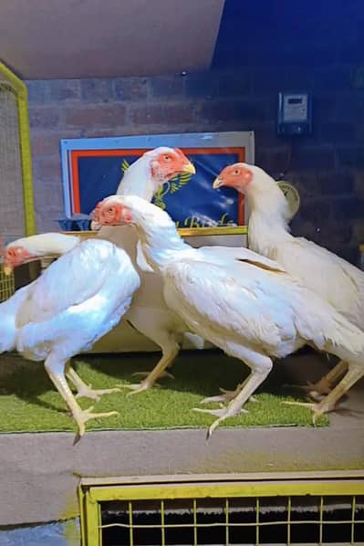 white king Shamo 03161454590