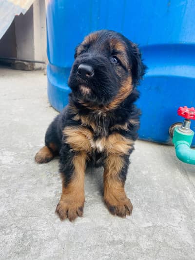 German shepherd male